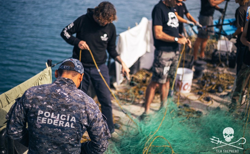 Sea Shepherd activists trying to save the vaquita were attacked by poachers