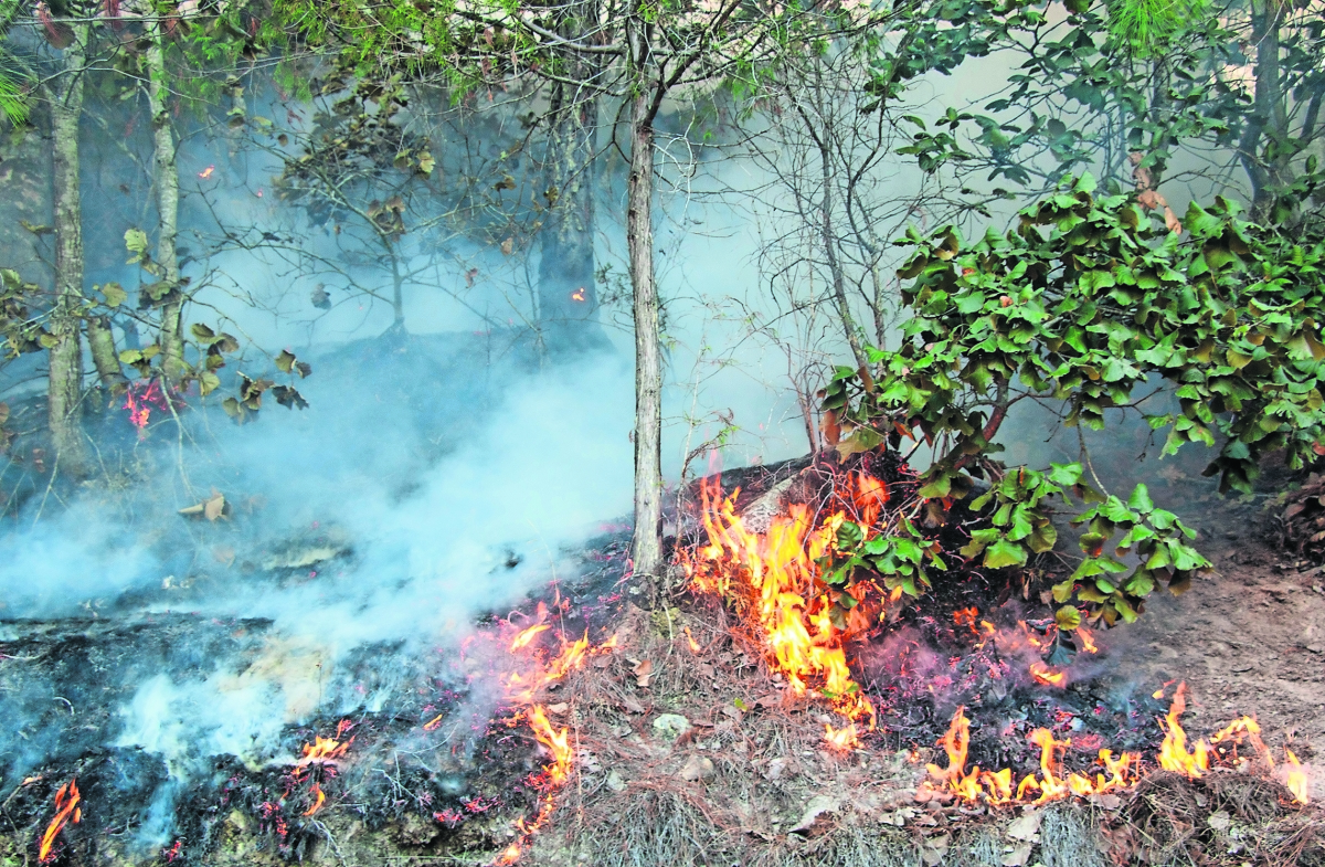 Exigen reacción inmediata  contra  los incendios