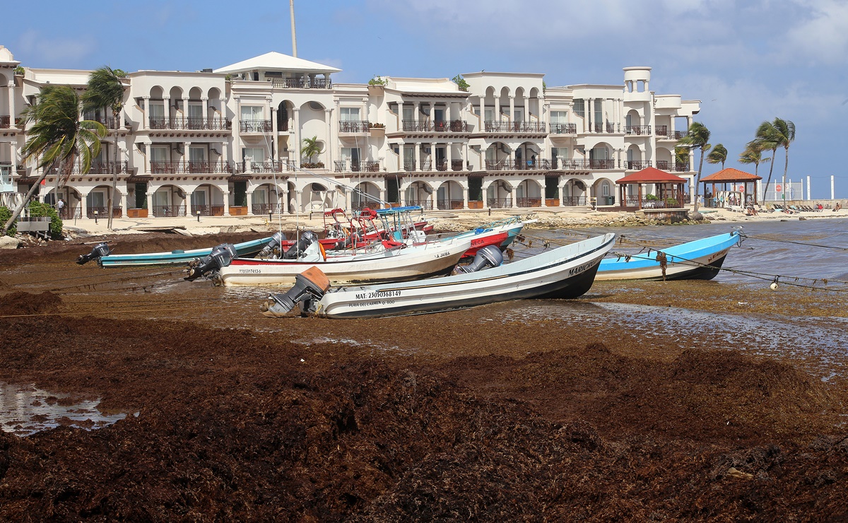 Prevén "alarmante" llegada de sargazo a la Riviera Maya en 2022