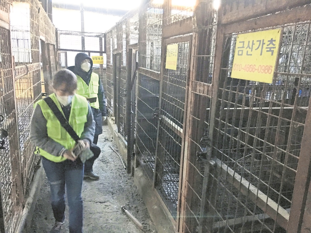 ¿Corea del Sur dejará de consumir carne de perro?