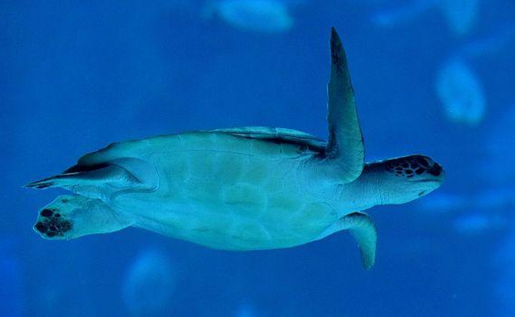 La sangre de las tortugas de la Gran Barrera de Coral contiene herbicidas y fármacos