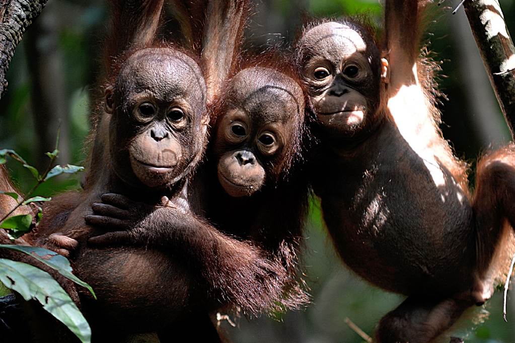 Descuartizan y se comen a orangután en Indonesia