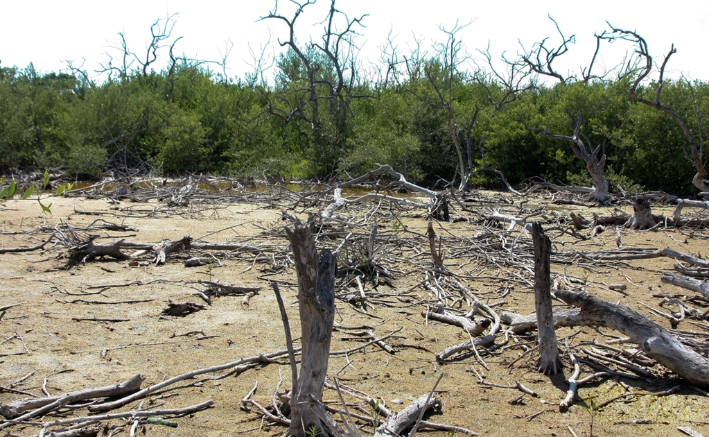 Contractor sued for mangrove destruction in Mexico