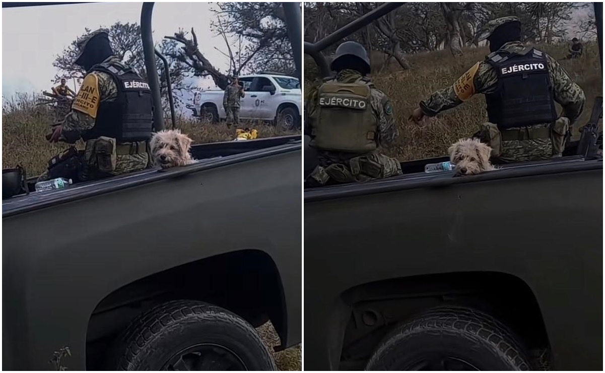 VIDEO: Sedena rescata a perrito de un incendio y es adoptado por militares