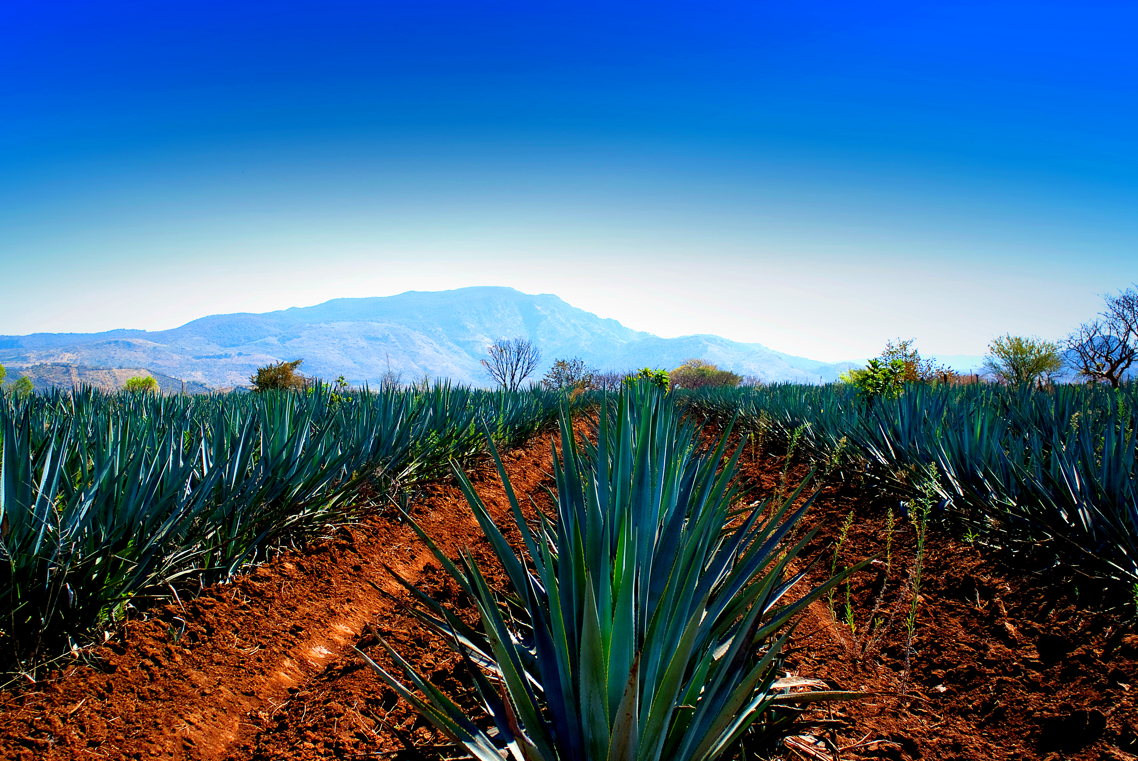 Tequila: un viaje con Denominación de Origen