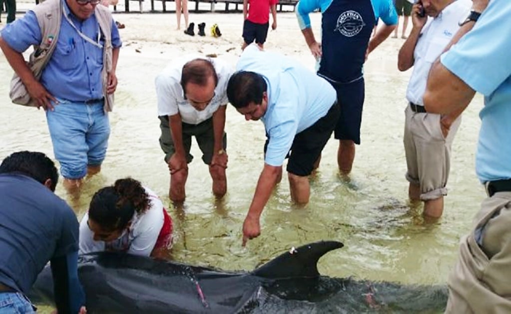 Hallan delfín varado en playas de Cancún