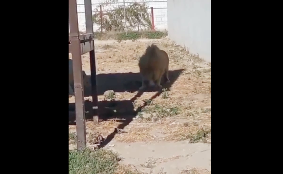 León blanco devora a su cría recién nacida en zoológico de Hidalgo "por negligencia" de trabajadores