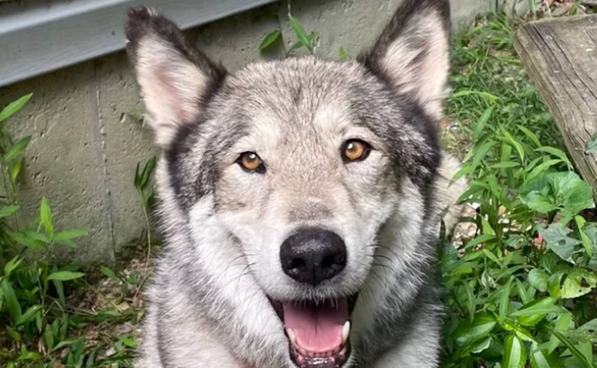 Cazador mata a perro doméstico en EU al confundirlo con coyote