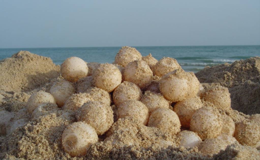 PGR asegura 150 huevos de tortuga en Nayarit