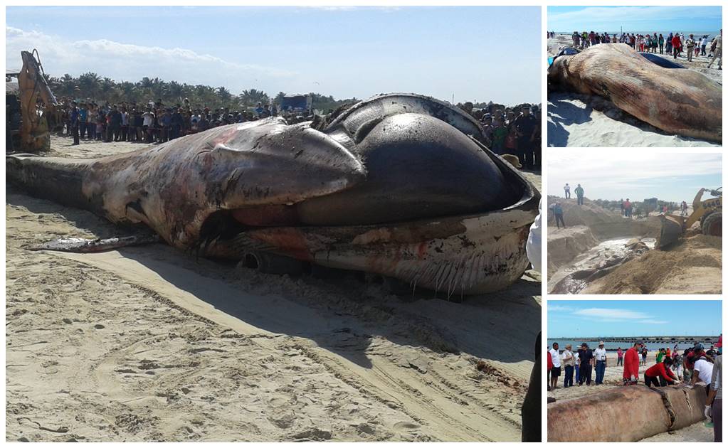 Ballena varada en Yucatán murió de causas naturales: Profepa