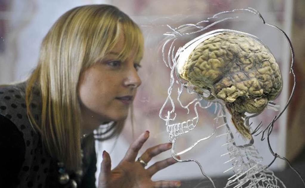 Revelan gran mito sobre los hemisferios del cerebro
