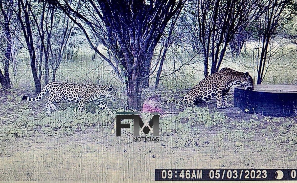 Me pareció ver un lindo gatito: Captan a pareja de jaguares en presunto rancho de Tamaulipas
