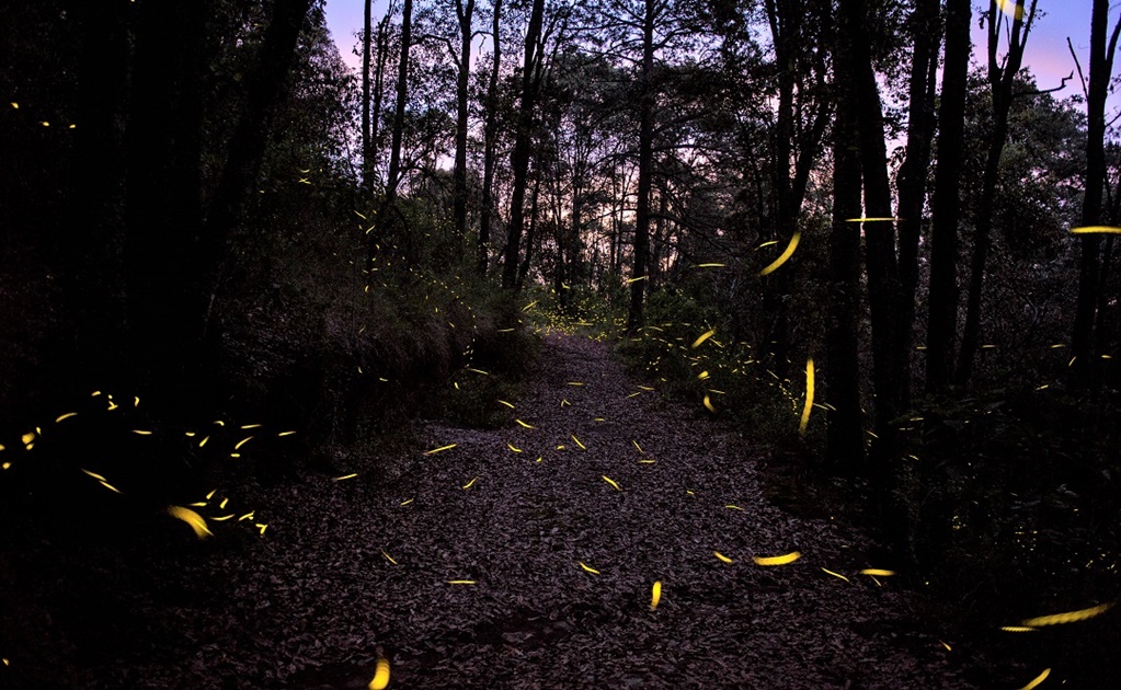 Apuestan por preservar el bosque de luciérnagas en Tlaxcala