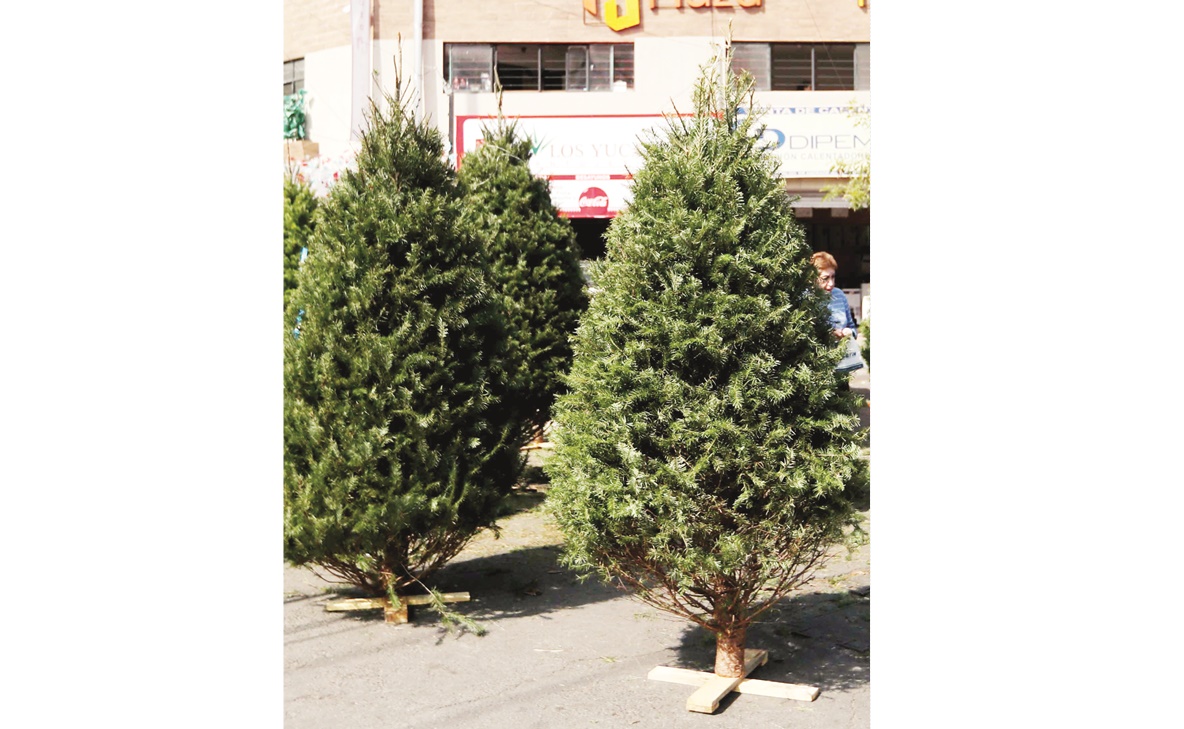 Profepa regresa 15 mil árboles de Navidad a EU