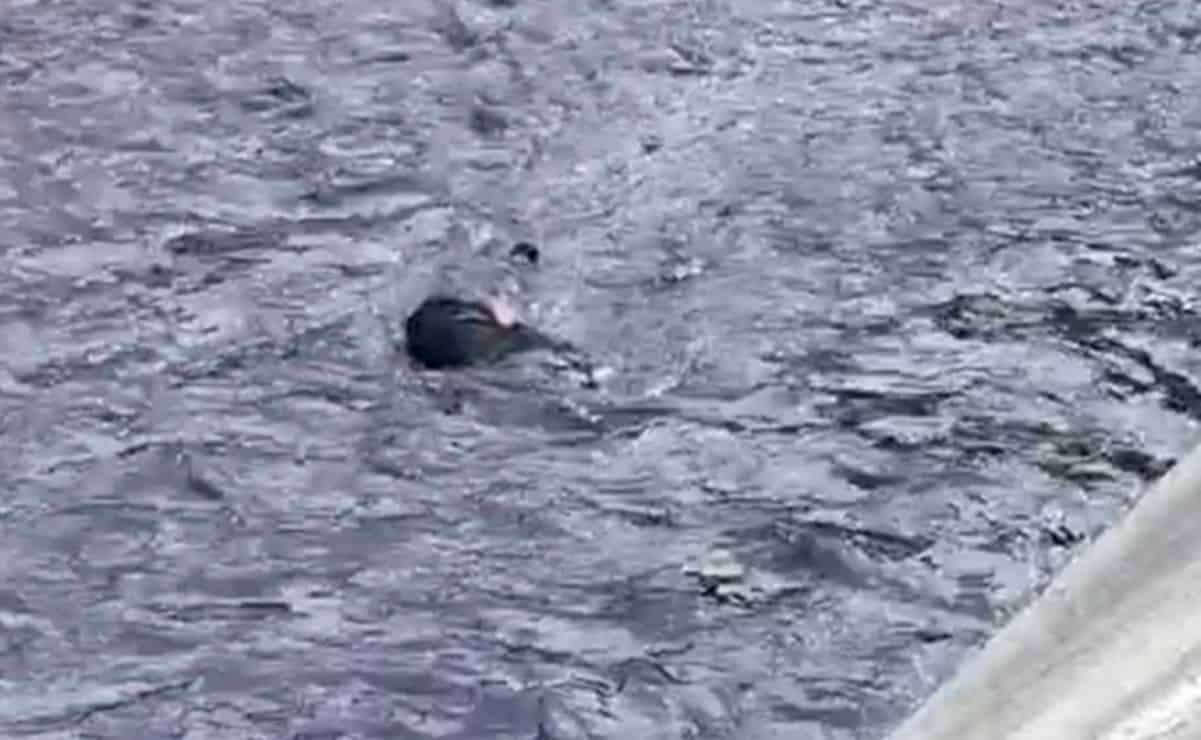 Hallan cadáver de hombre flotando en aguas negras del Río de los Remedios