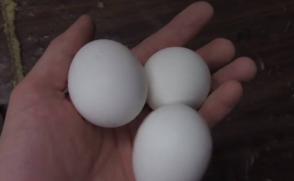 ¿Qué pasa si colocas huevos en nitrógeno líquido?