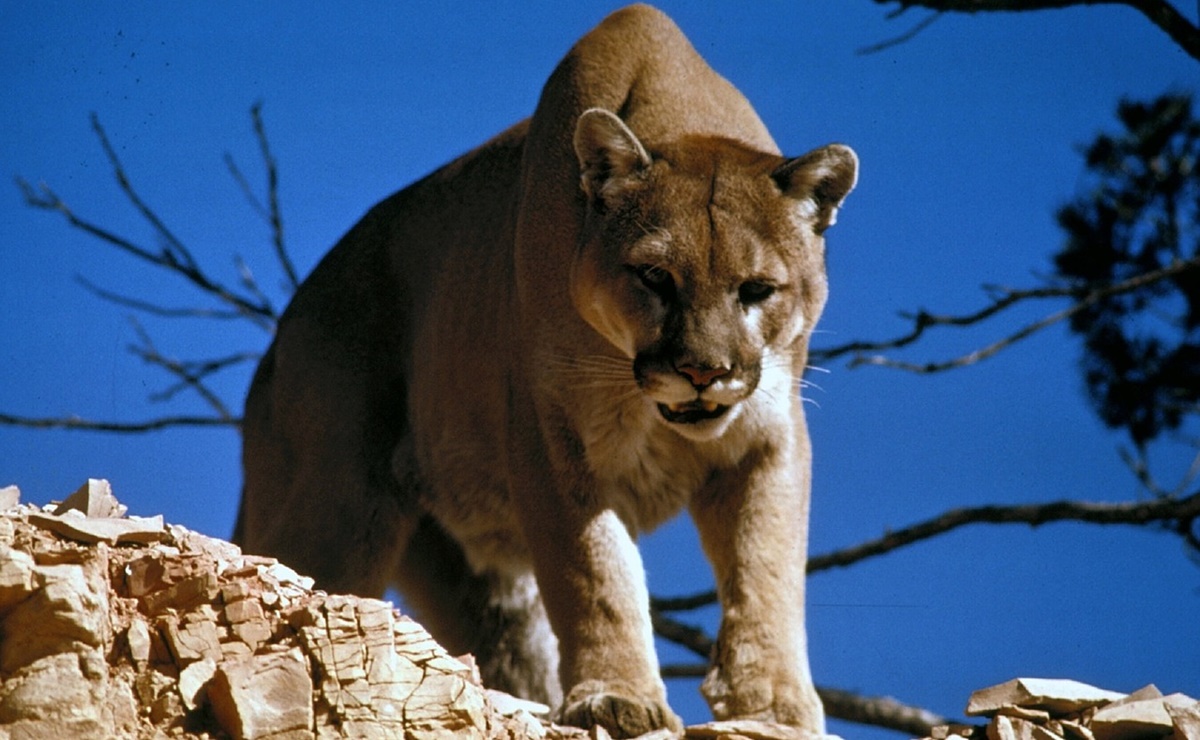  Puma ataca y hiere a niña en parque de California 