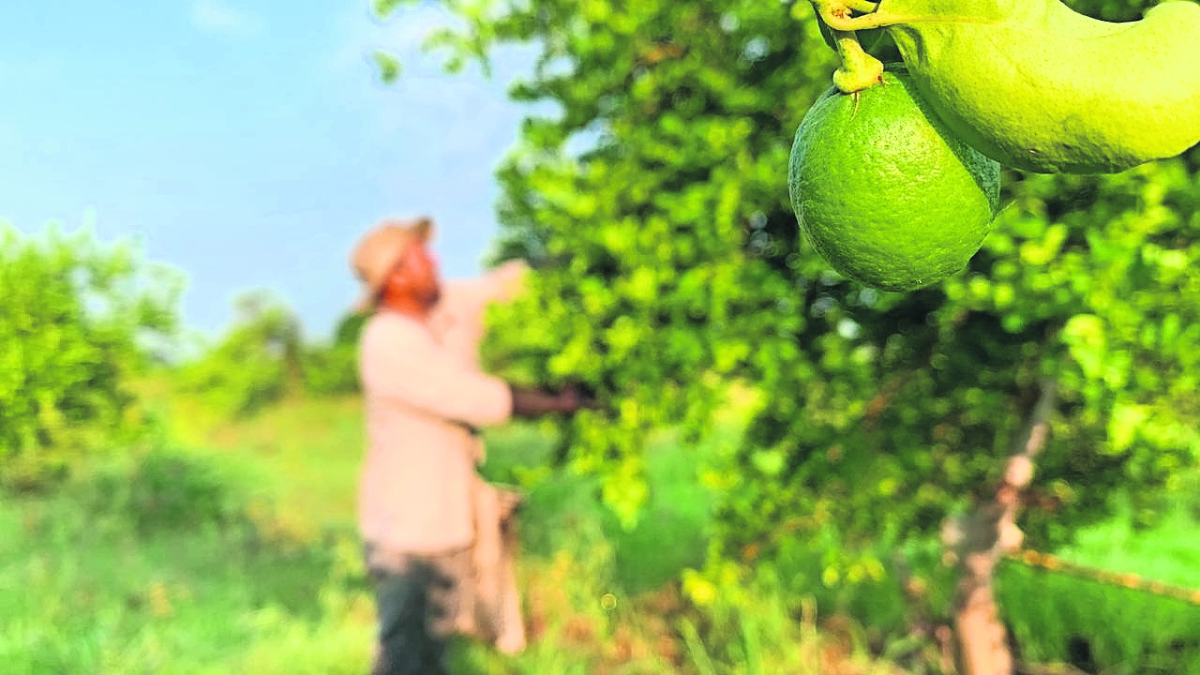 Sin limonada ni nieve de limón