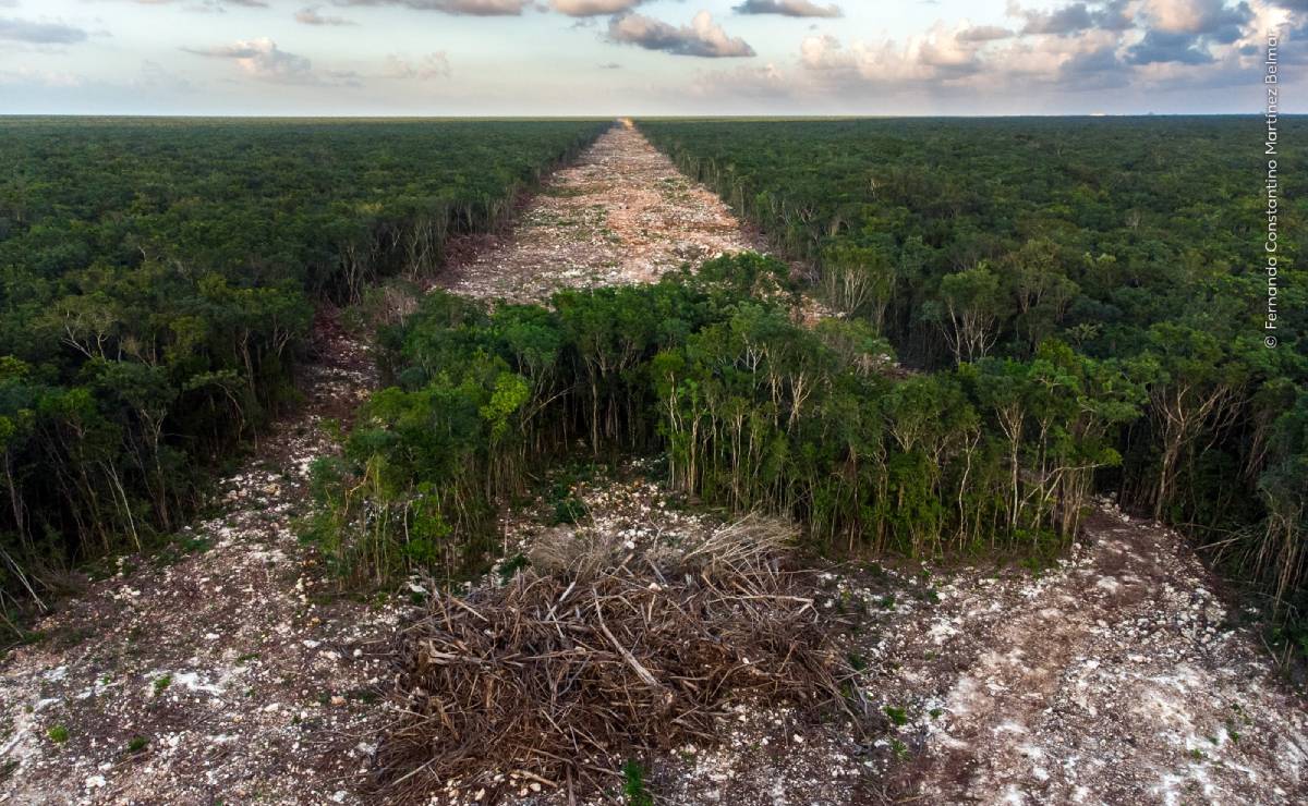Fotógrafo mexicano gana premio internacional con imagen de la deforestación del Tren Maya