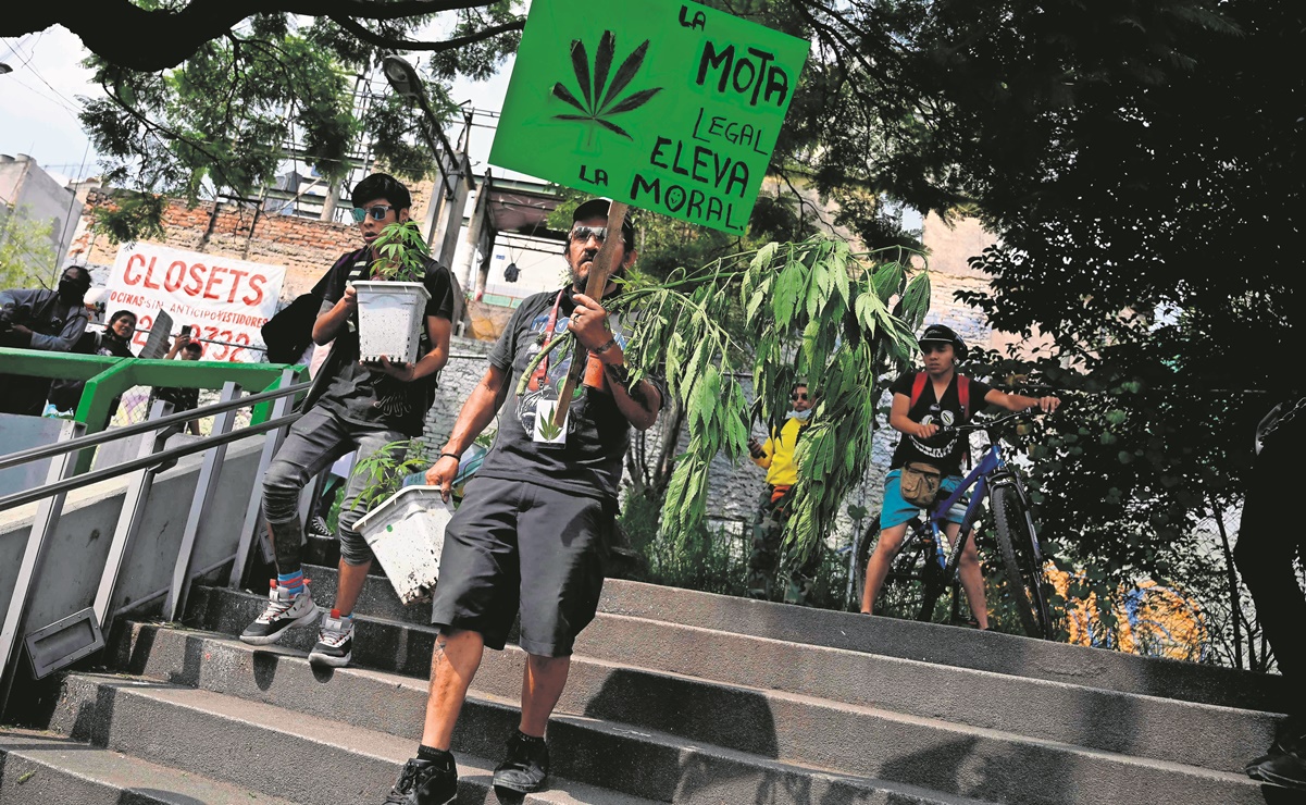 Senado, sin acuerdo sobre ley que regule la cannabis