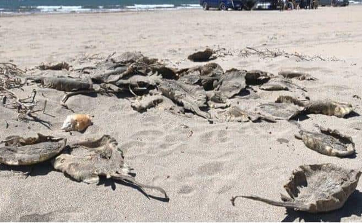 Aparecen rayas y mantarrayas muertas en playa de Sonora; ecologistas denuncian maltrato animal