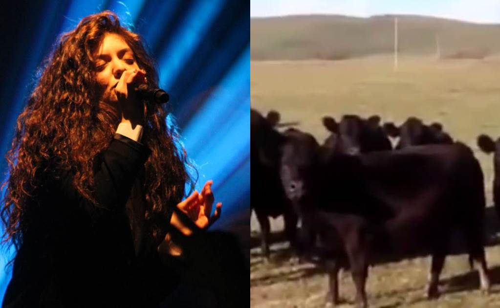 Canción de Lorde "hipnotiza" a vacas