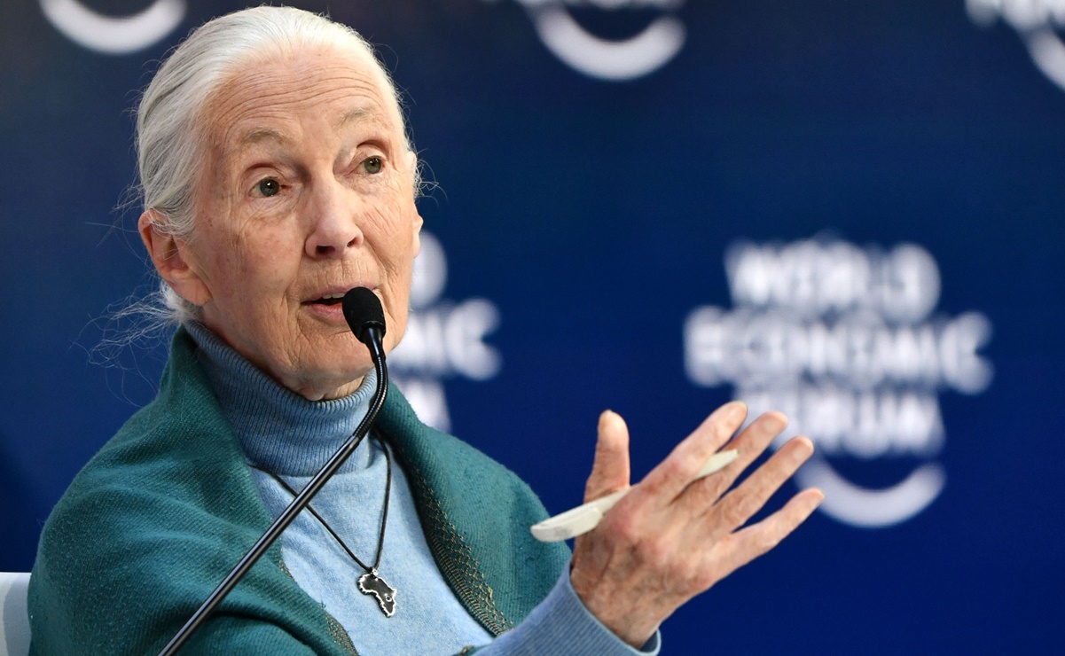 Jane Goodall cree que el "desprecio" a la naturaleza causó la pandemia