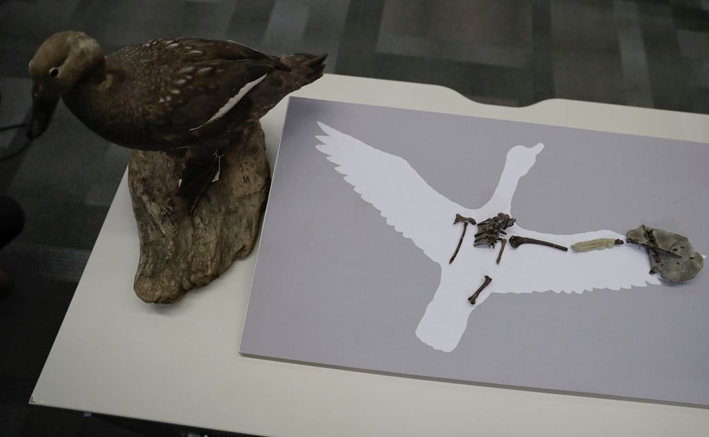 Paleontólogos presentan el aparato fonador de ave más antiguo