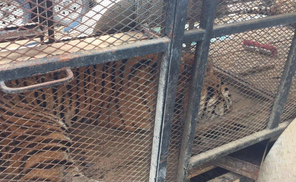 Profepa asegura a tigre que atacó a cuidador en NL