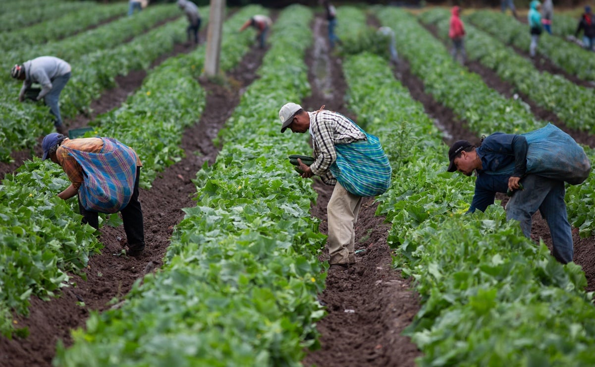 Sector agrícola puede sumarse a ola de nearshoring, dice Santander; urge tecnificar ante sequías