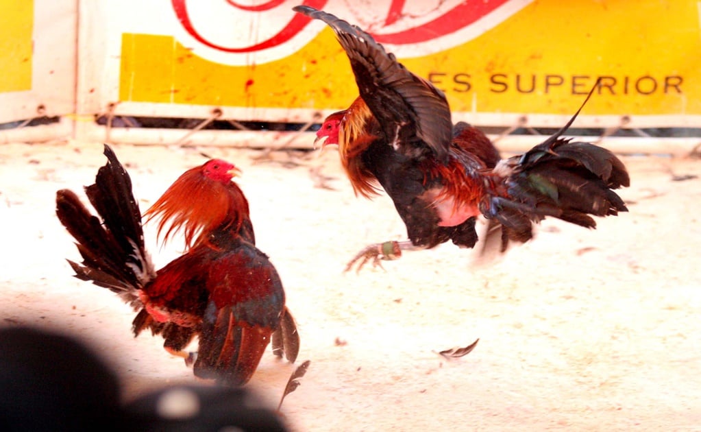 SCJN avala prohibición de pelea de gallos en Veracruz