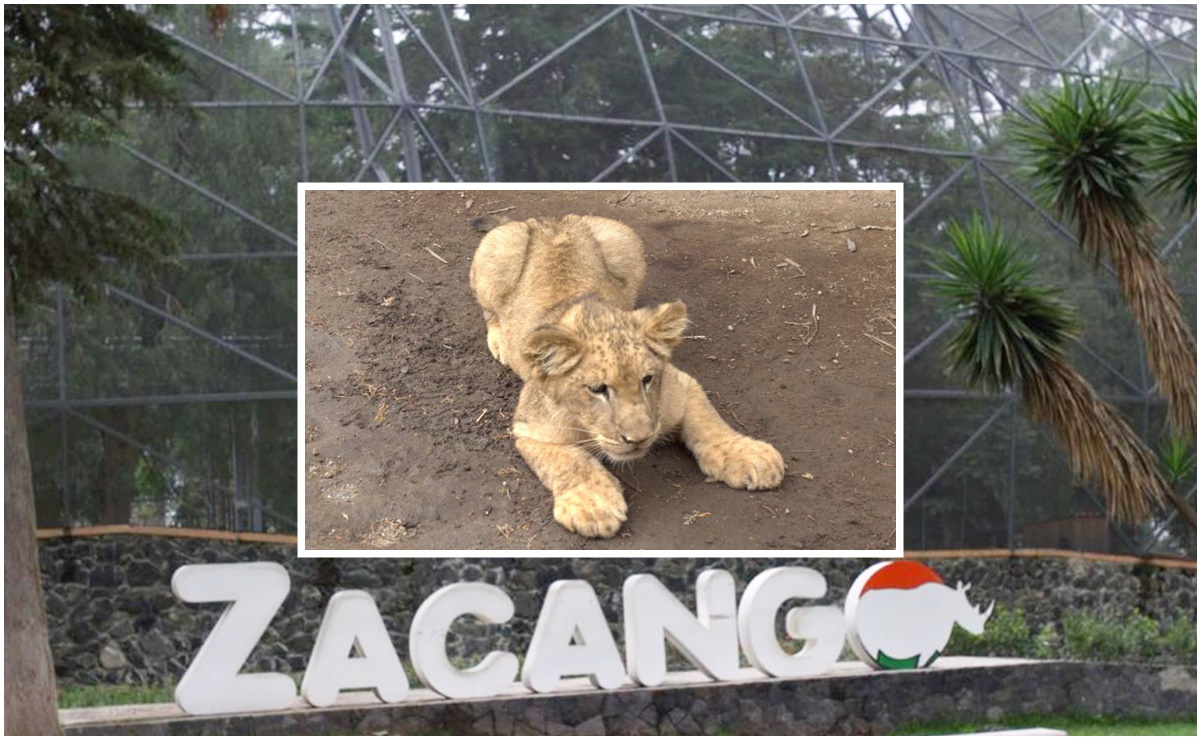 Conoce a las nuevas crías del Zoológico de Zacango