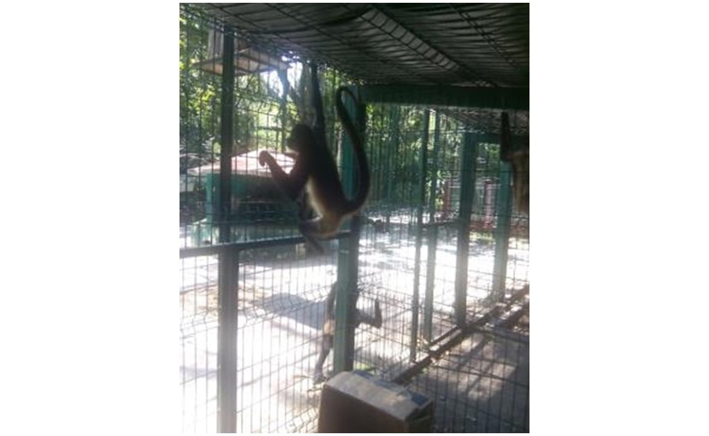 Rescatan a mono araña abandonado en clínica de Veracruz