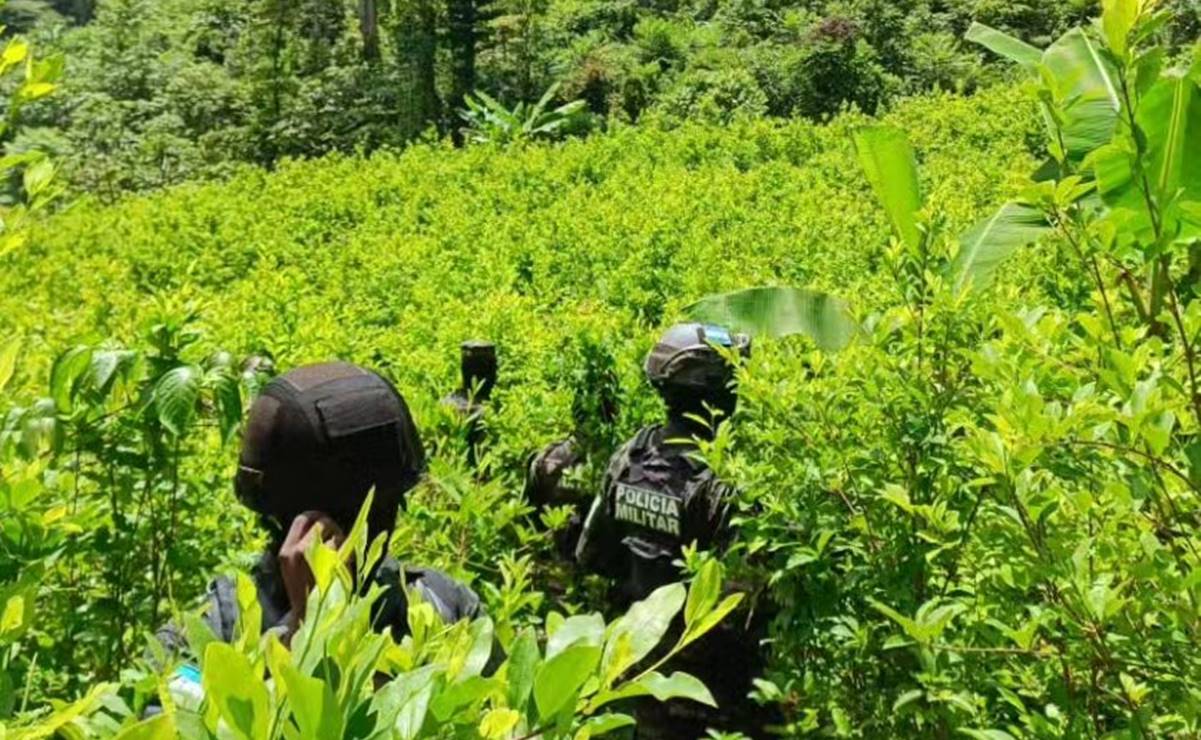 Hallan en Honduras 180 mil arbustos de coca y laboratorio para procesar la droga