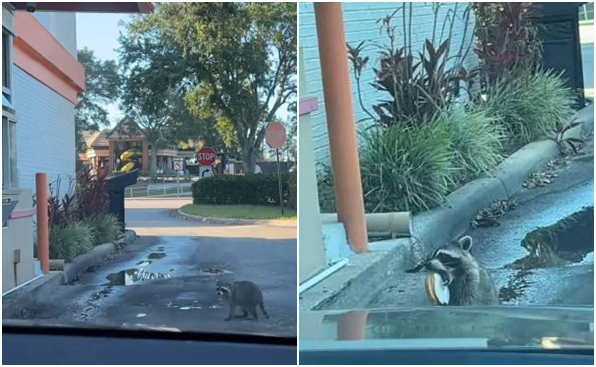 Video. Se vuelve viral mapache que va por una dona a drive thru en EU