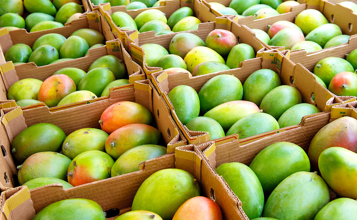 Productores de mango en riesgo de perder la producción