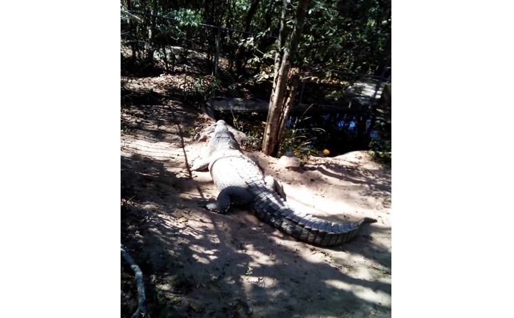 Profepa dona cocodrilo rescatado en Tonalá a parque en Tabasco
