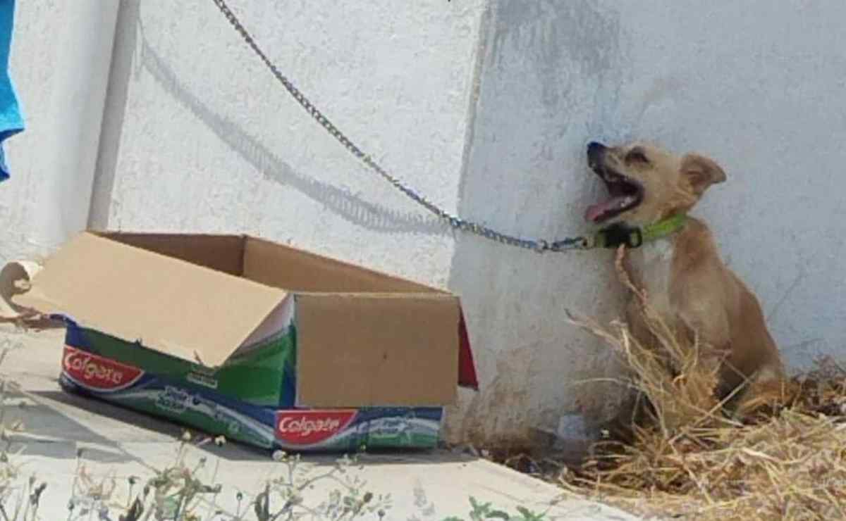 Ola de calor: Muere perrito tras estar amarrado durante horas bajo el sol en Yucatán