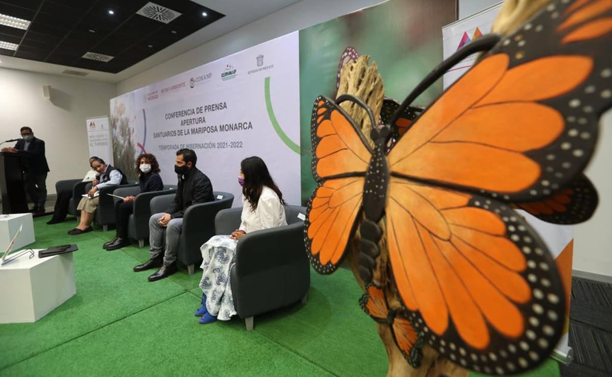 Reabrirán 2 santuarios de mariposas Monarca con aforo de 70% en Toluca 