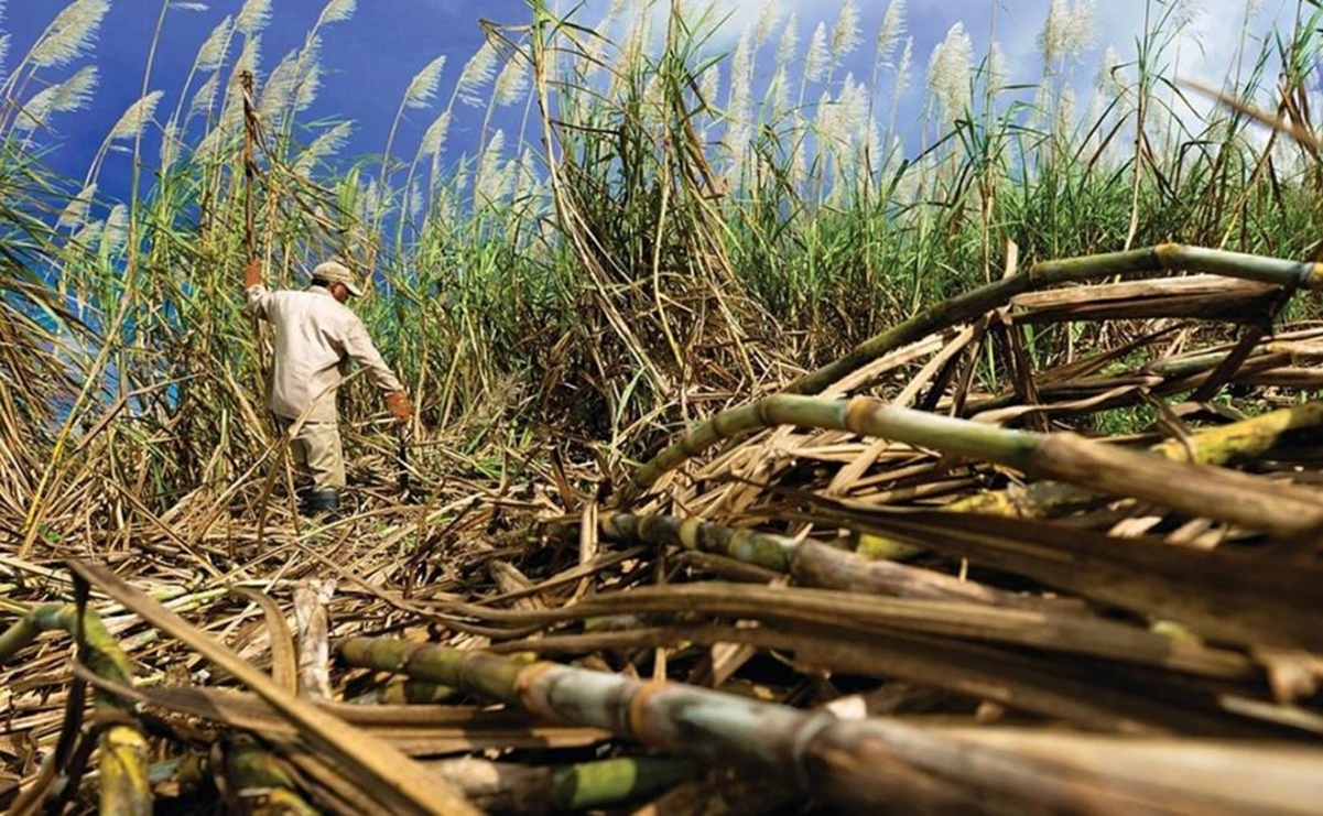 "Subidón de azúcar": Precio alcanza su nivel más alto en 13 años por impacto de El Niño: FAO