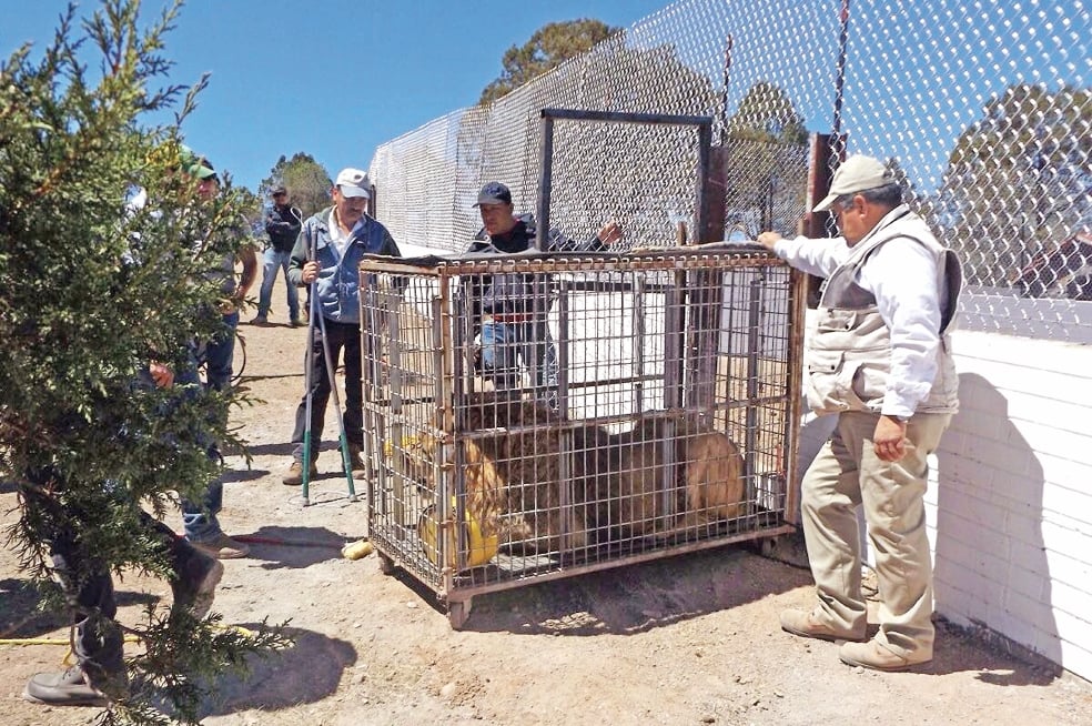 Policías aseguran en Carichí, rancho del líder de "La Línea"