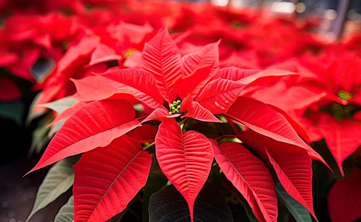 Día Nacional de la Nochebuena: los beneficios medicinales de la flor de Navidad