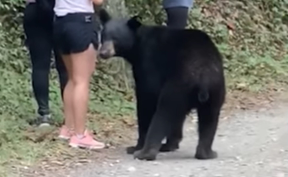 Ordena Profepa investigación por castración de oso de Chipinque
