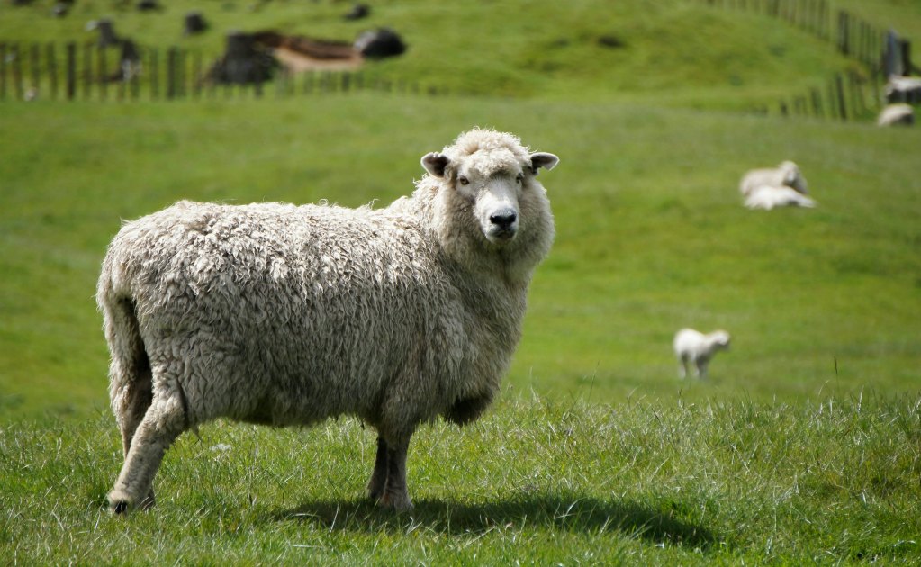 Rebaño de ovejas come 300 kilos de marihuana en Grecia; ¿cuál fue su curiosa reacción?