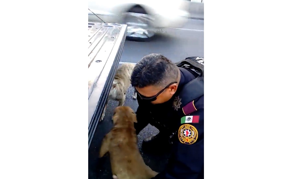 Video. Policía rescata a dos perros en avenida de Monterrey 