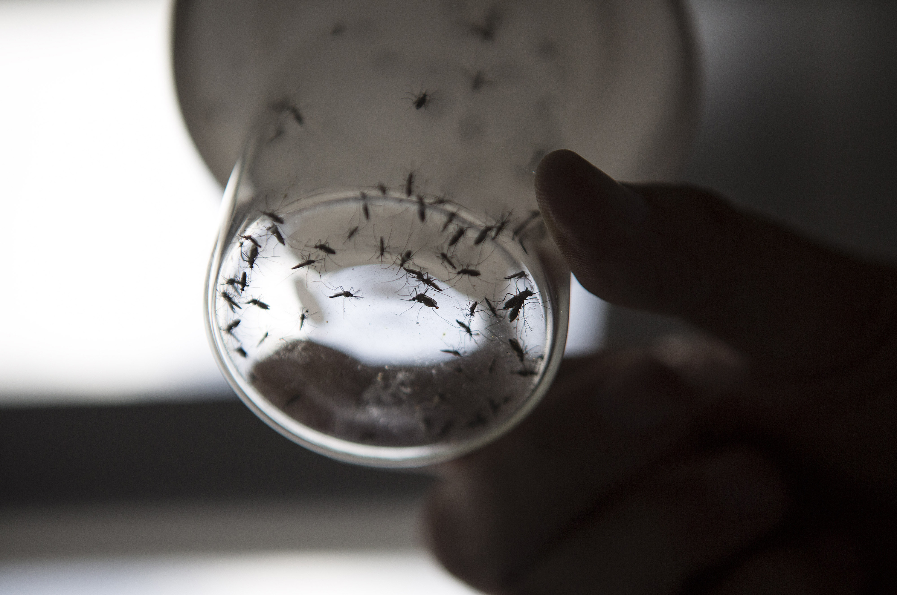 Suman 93 casos de zika en el país, reporta la Ssa