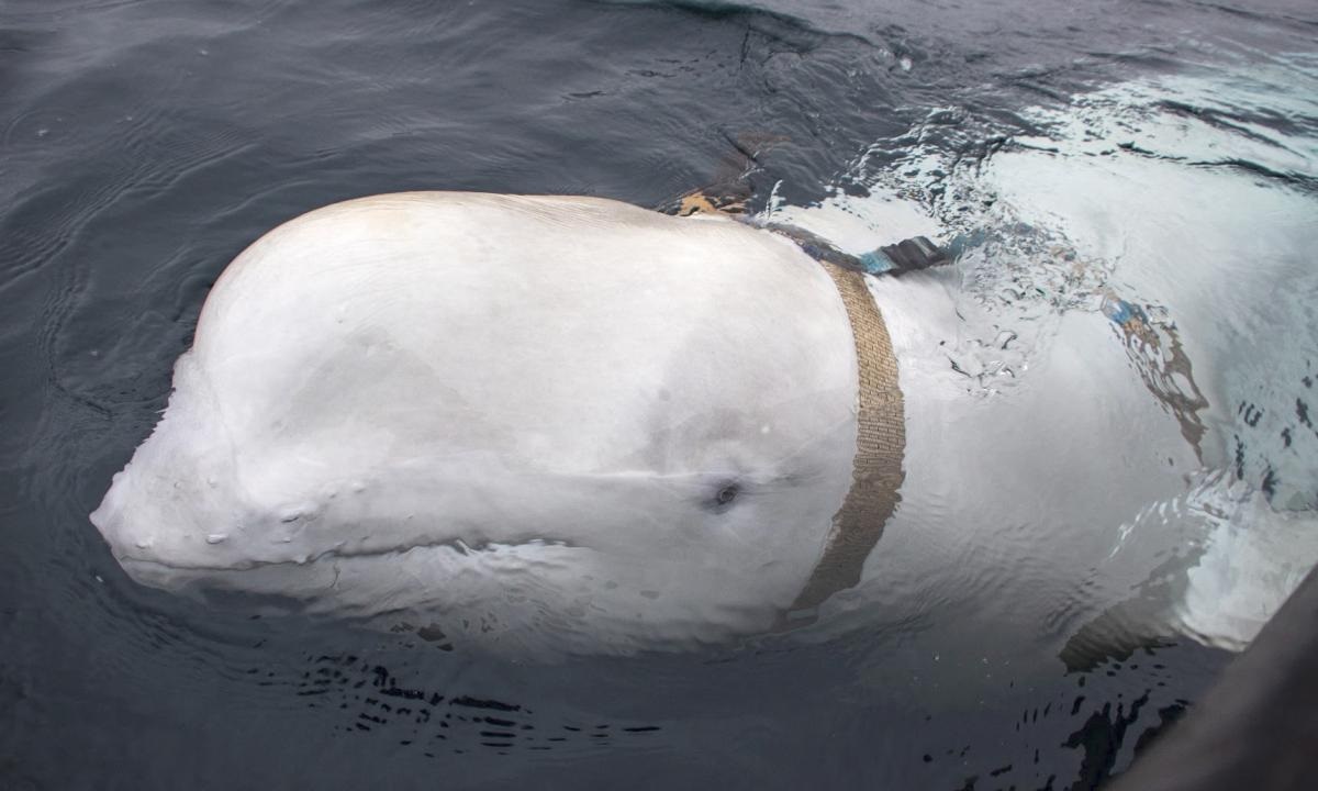 Ballena espía: Lo que se sabe de la beluga supuestamente entrenada por Rusia