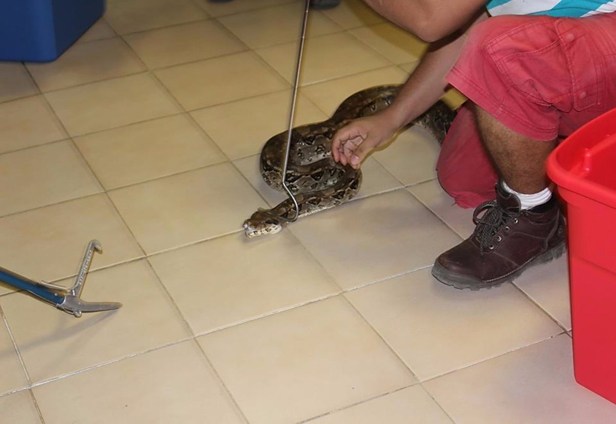 Profepa rescata dos boas y un cocodrilo en Guerrero