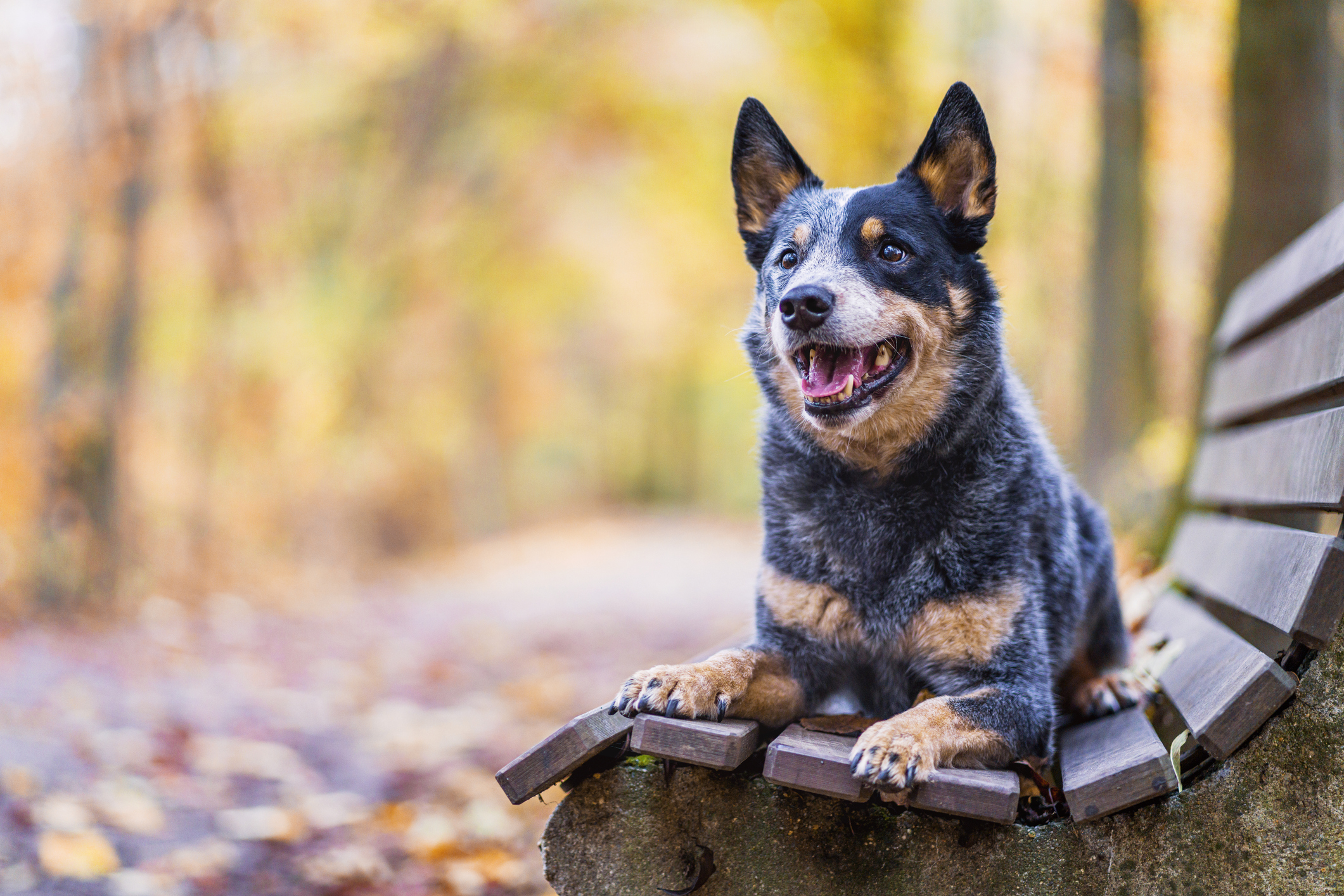 ¿Qué tipo de perro es el personaje de 'Bluey'? Esto debes saber de la raza boyero australiano