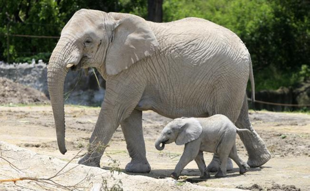 Baby elephant arrives at Puebla